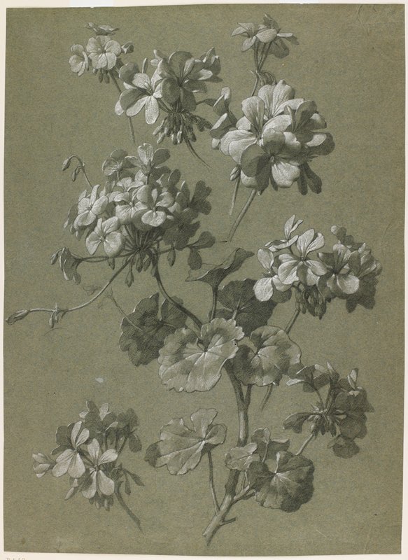 Geranium (Pelargonium sp.), Possibly France, c. 1800