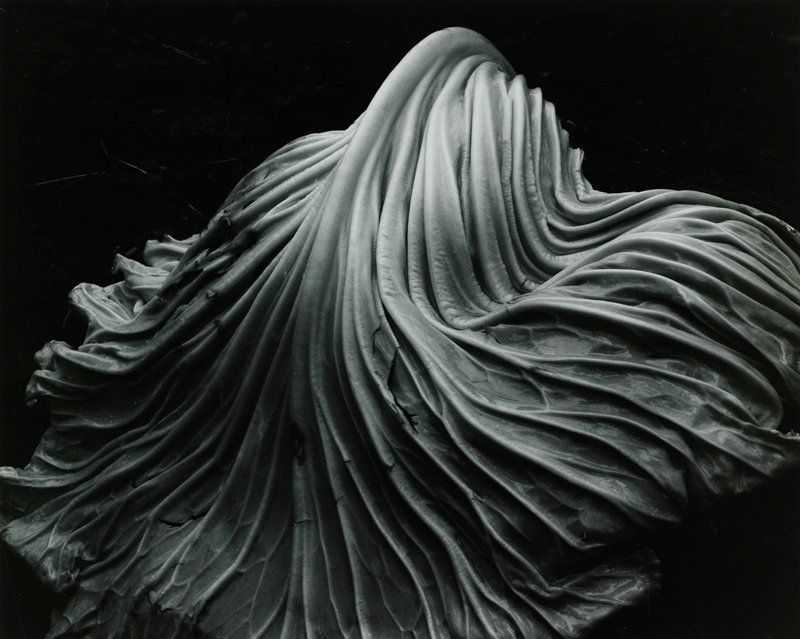 Cabbage Leaf, Edward Weston, 1931