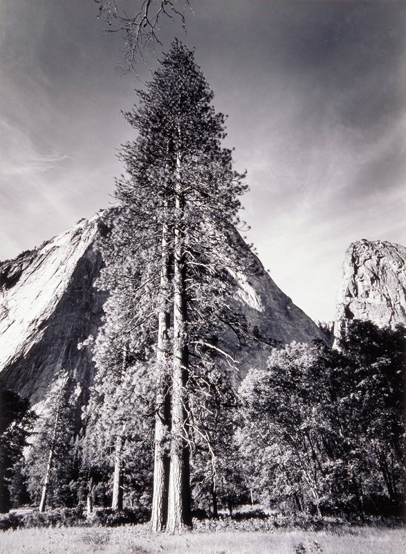 Trees and Cliffs, Ansel Adams, 1954