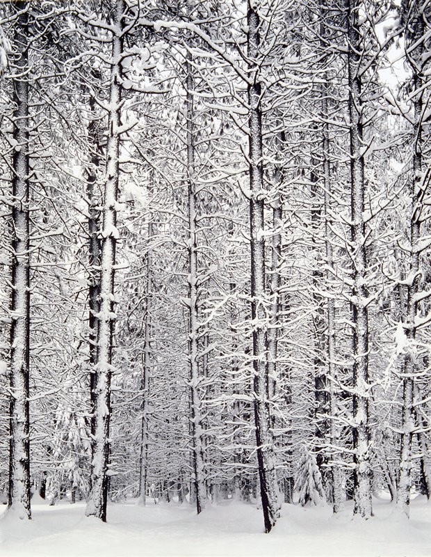 Trees and Snow, Ansel Adams, 1933