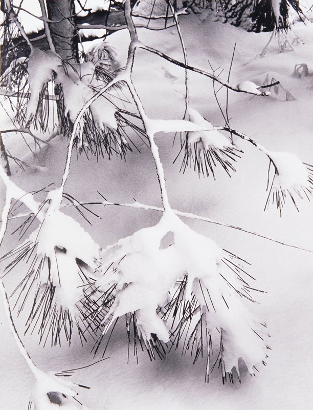 Branches in Snow, Ansel Adams, c. 1932