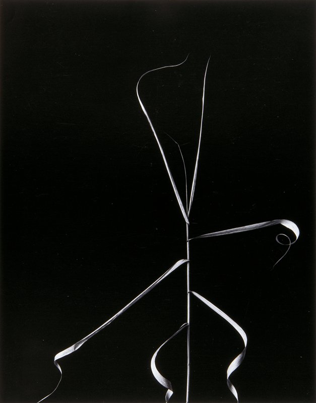 Aix-en-Provence, Harry Callahan, 1958