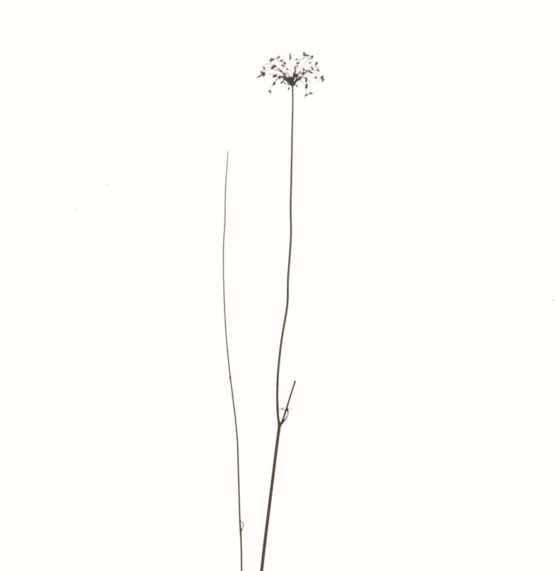 Michigan, Harry Callahan, 1948