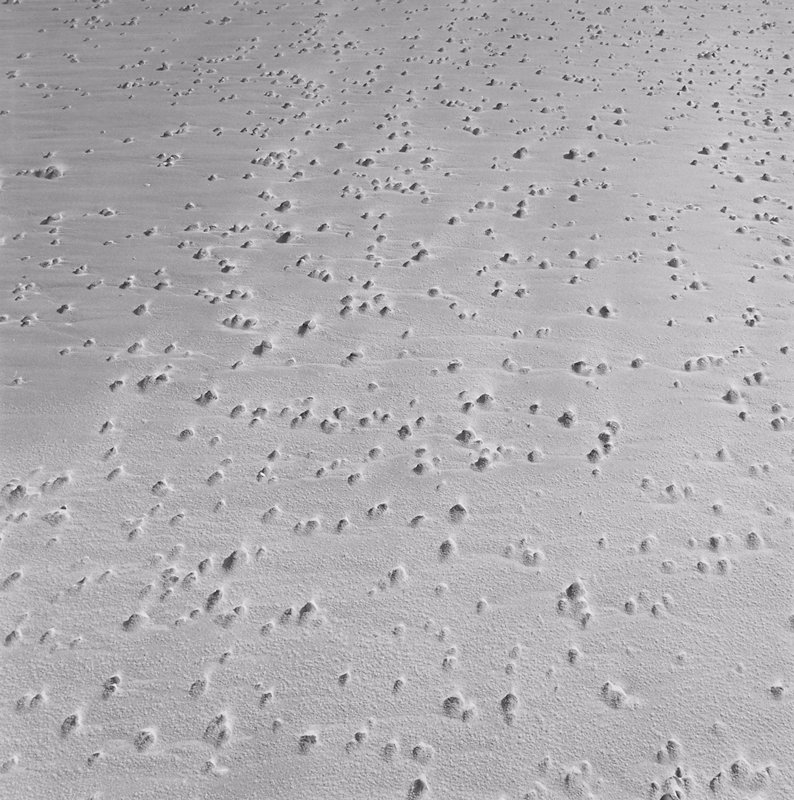 Horseneck Beach, Harry Callahan, 1975