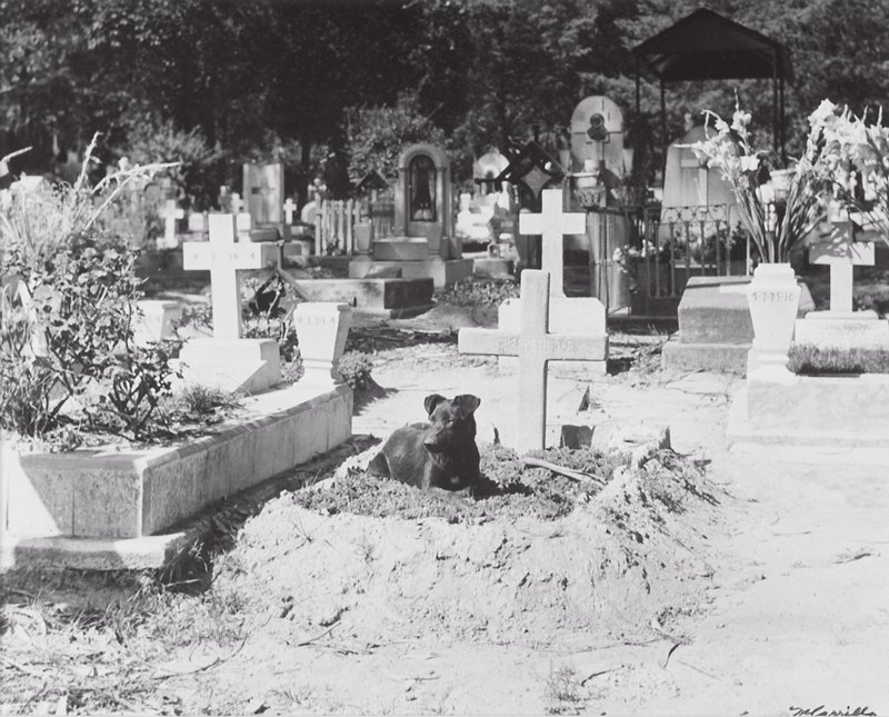 Perro sobre tumba, Panteón de Dolores, Manuel Carrillo, 1960s
