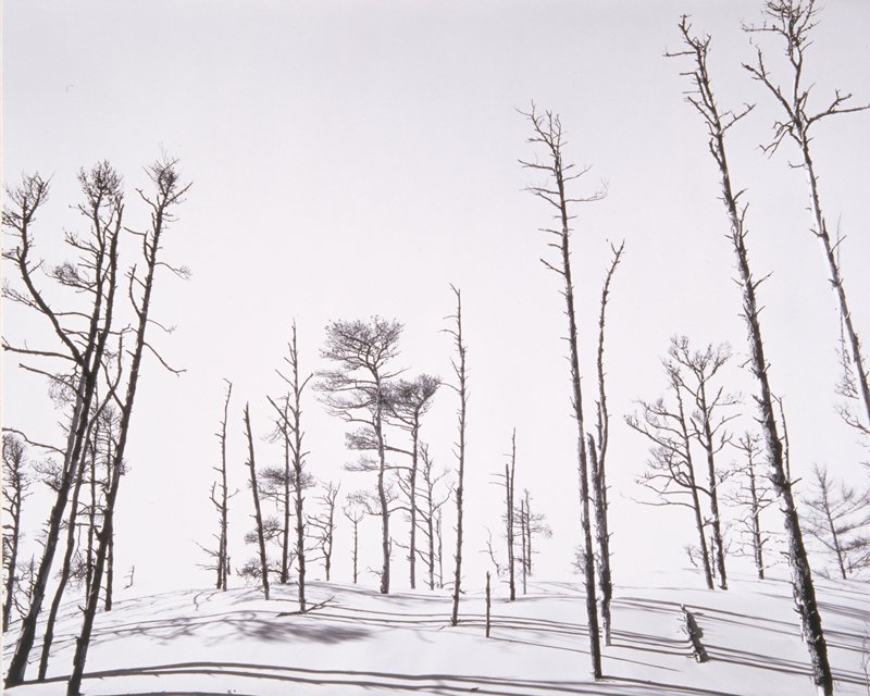 Florence, Trees and Sand Dunes, Wynn Bullock, 1957