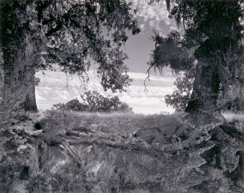 Twin Oaks, Wynn Bullock, 1956