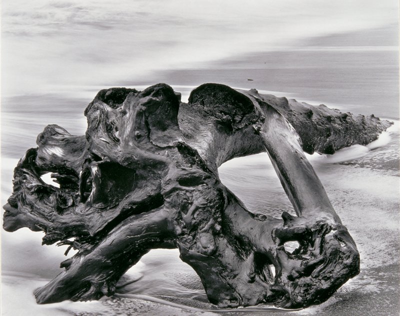 Driftwood, Wynn Bullock, 1951