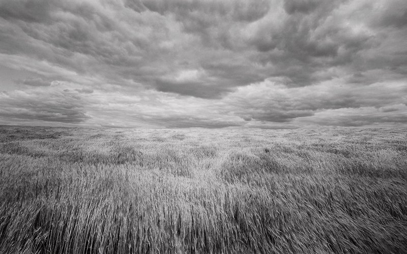 Wheatfield, Near Kansas/ Nebraska Border, Lawrence McFarland, 1976
