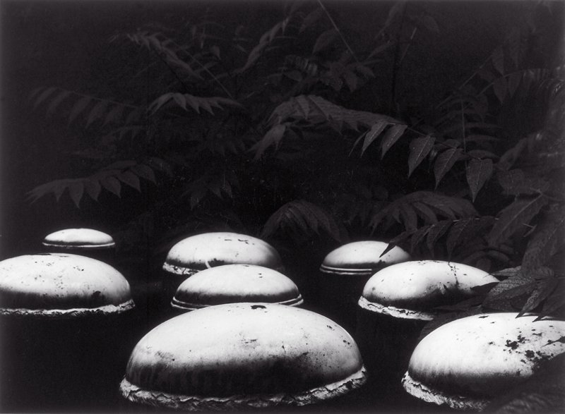 Cambridge 19, Carl Chiarenza, 1974