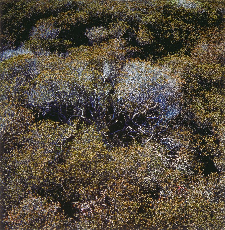 Cape Cod, Harry Callahan, 1978