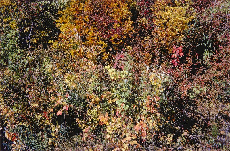 Providence, Harry Callahan, 1962