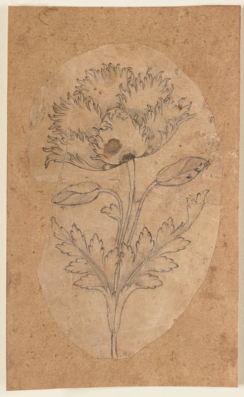 Poppy Blossom, c. 1650