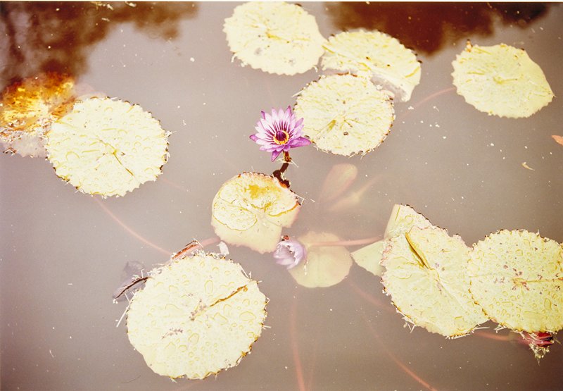 Untitled, William Eggleston, 1978