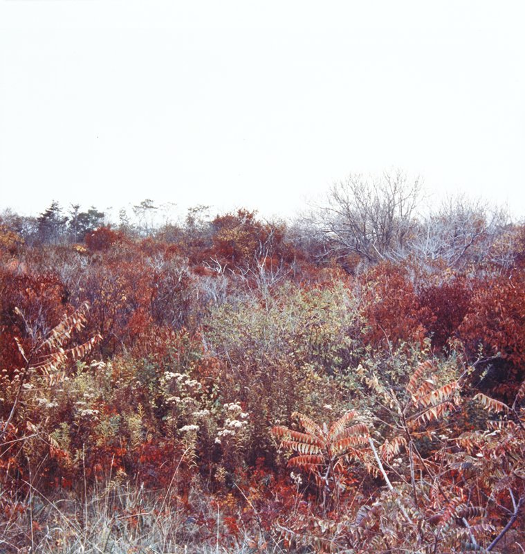 Untitled, Harry Callahan, 1978