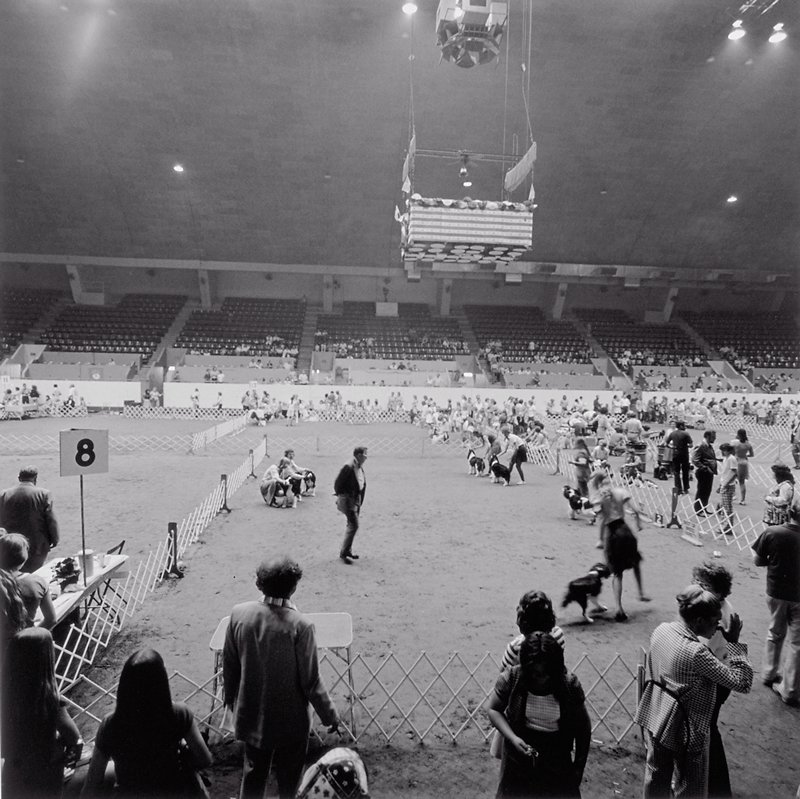 Dog Show, St. Paul, Thomas F. Arndt, 1976
