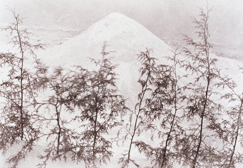 Sand and Small Pines, Manuel Álvarez Bravo, 1920s