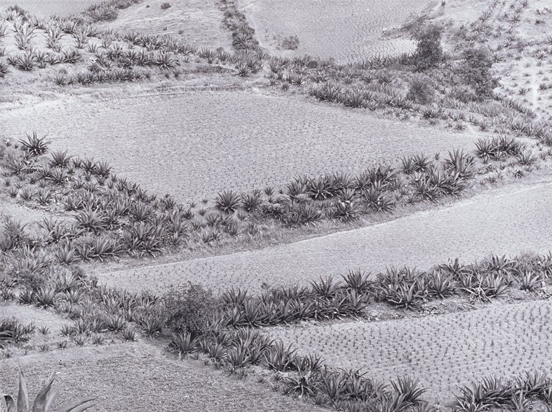 Growing Landscape, Manuel Álvarez Bravo, 1972–74