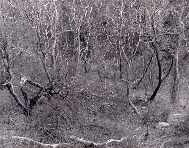 Cape Cod Trees, David Aschkenas, 1978