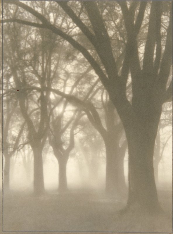 Untitled [trees], Clarence K. Bros, c. 1935