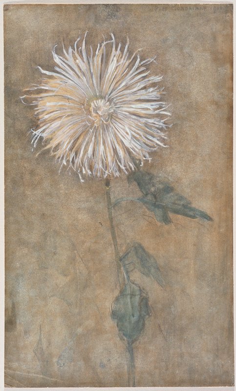 Chrysanthemum by Piet Mondrian
