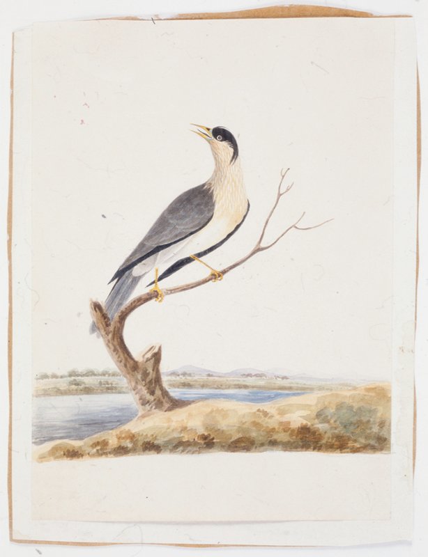 Study of a Bird, c. 1810