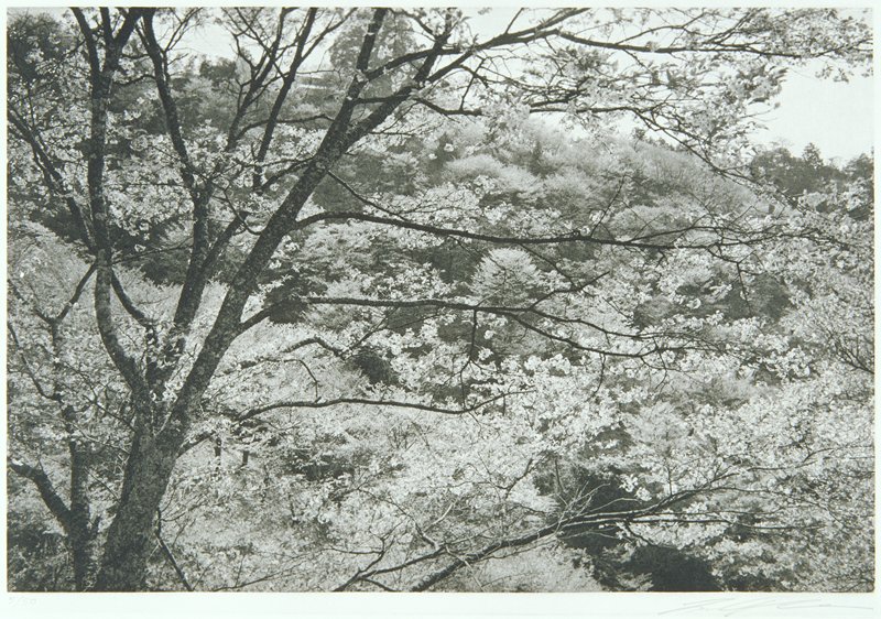Yoshino, Lee Friedlander, 1984