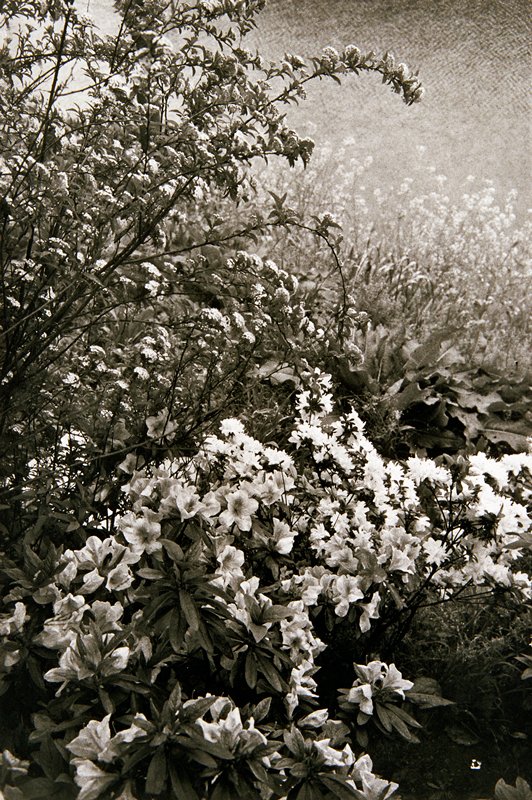 Tokyo, Lee Friedlander, 1977
