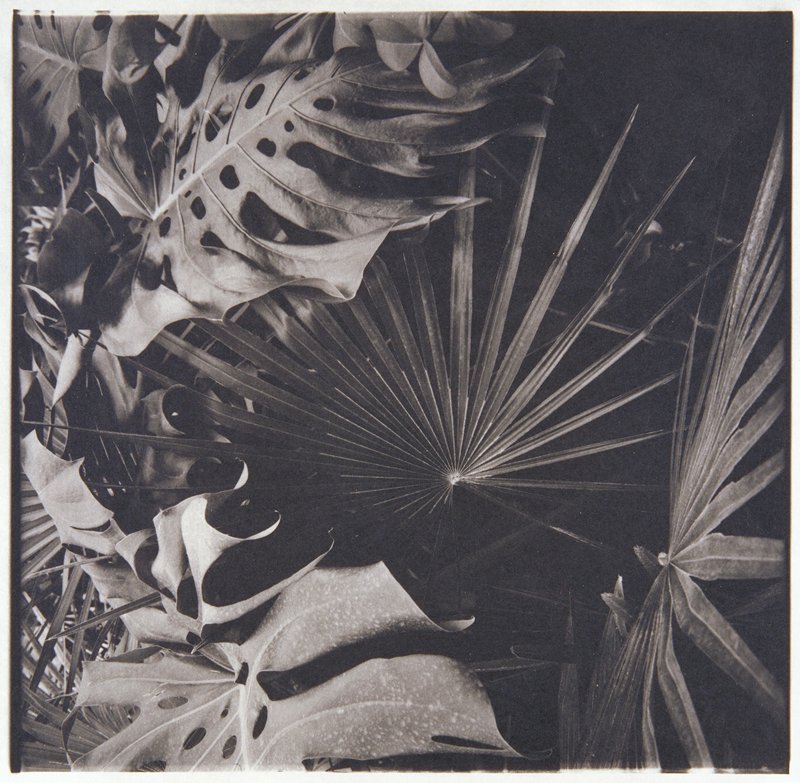 Tropicals, John Barnier, 1985