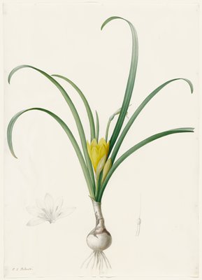 Dokumentasi “Amaryllis lutea”; Watercolor and graphite on vellum. Minneapolis Institute of Art.