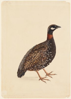Dokumentasi “A Black Partridge”; Opaque watercolor on paper. Minneapolis Institute of Art.