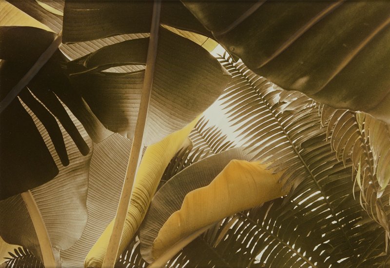 Priscilla's Garden A, Christopher James, 1978