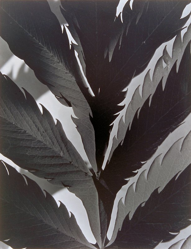 Leaf Pattern, Imogen Cunningham, 1928