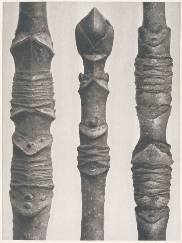 Maple Tree, Karl Blossfeldt, 1928 or before