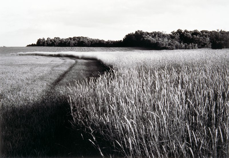 Vicinity of Hamel, Minnesota, Andrew Baugnet, 1995
