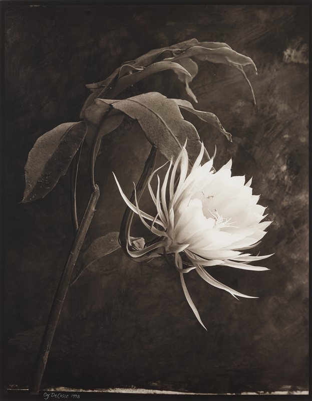 Queen of the Night (Night Blooming Cereus), Cy DeCosse, 1998