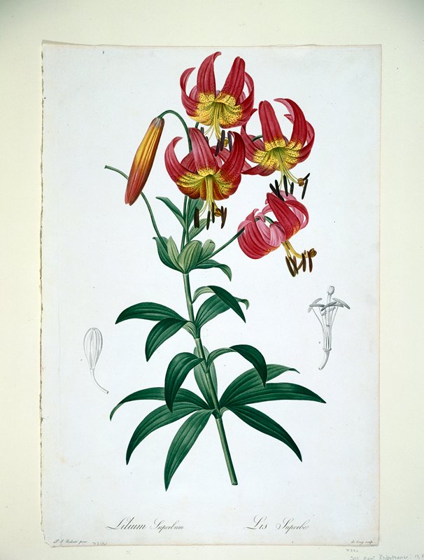 Lilium superbum (Superb Lily), de Gouy, 1805