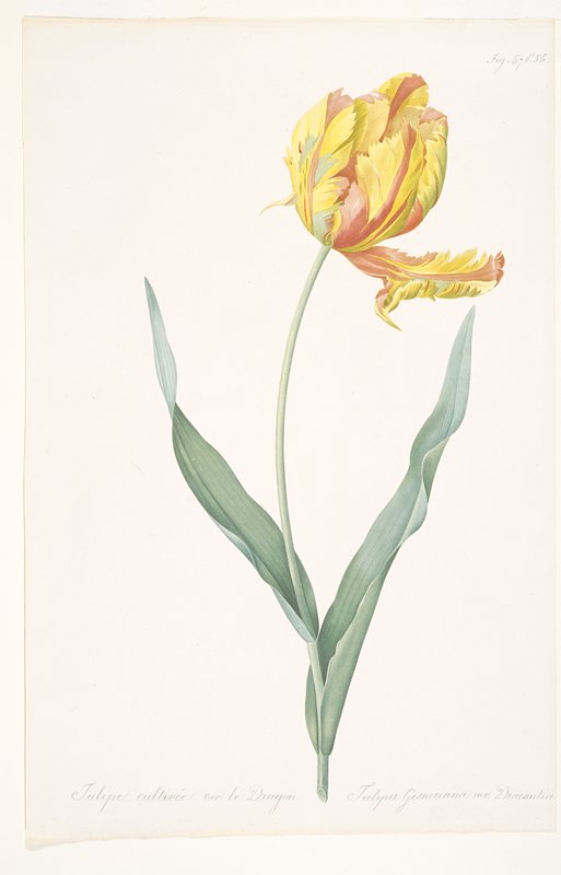 Tulipa gesneriana var. dracontia (Parrot Tulip), After Pierre-Joseph Redouté, 1816