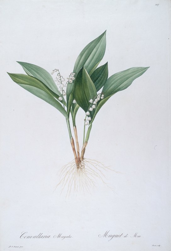 Convallaria majalis (Lily of the Valley), After Pierre-Joseph Redouté, 1808