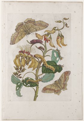 Dokumentasi “Caterpillars, Butterflies and Flower”; Hand-colored etching and engraving. Minneapolis Institute of Art.