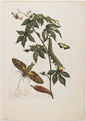 Dokumentasi “Sphinx Moth, Larva, Pupa, and Flower”; Hand-colored etching and engraving. Minneapolis Institute of Art.