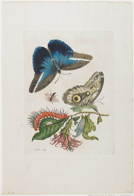 Dokumentasi “Blue Butterflies and Red Larva, Blue Spines”; Hand-colored etching and engraving. Minneapolis Institute of Art.