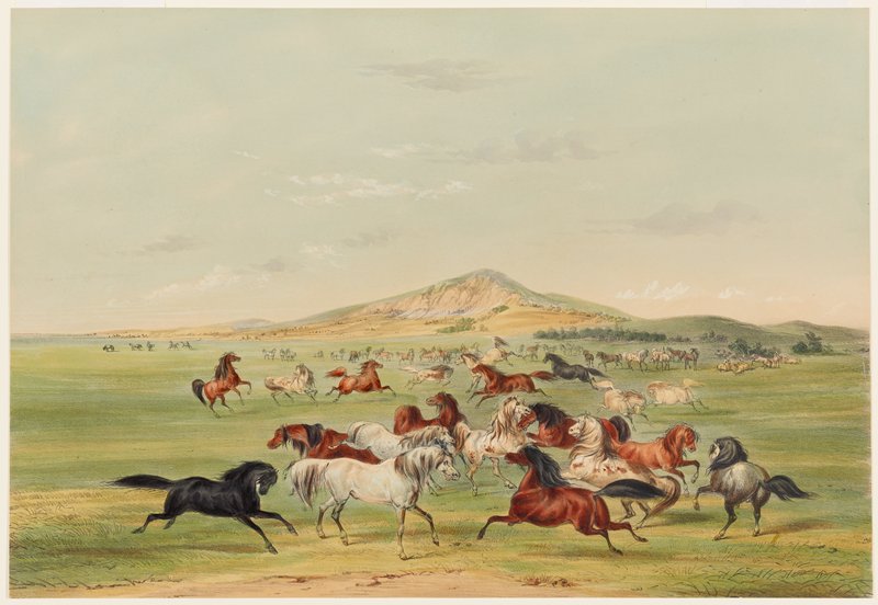 Wild Horses at Play, George Catlin, 1844