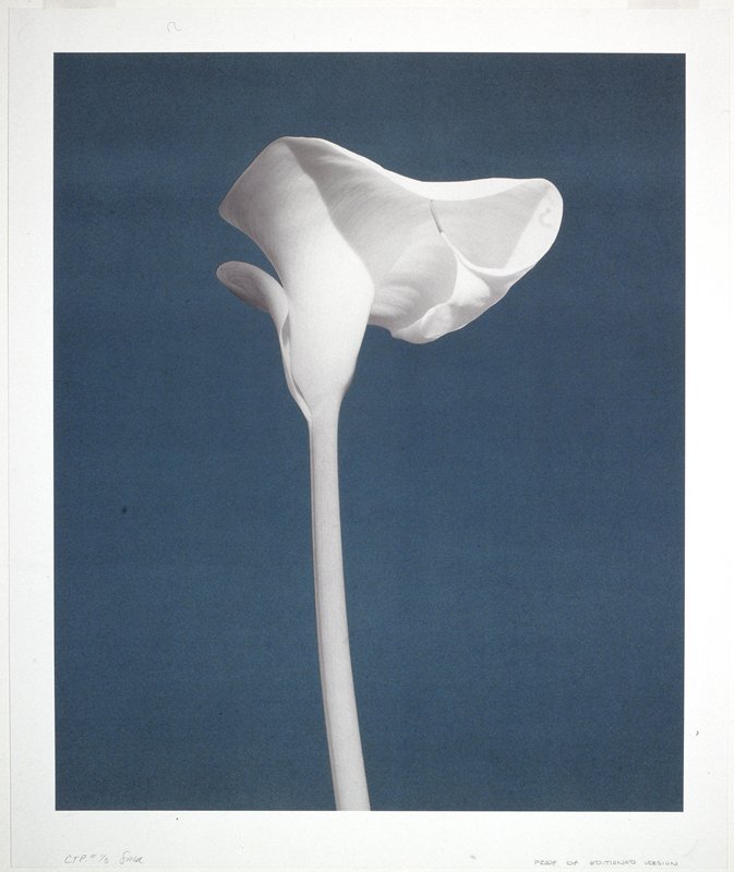 America: Calla Lily, Robert Mapplethorpe; Printer: Steven M