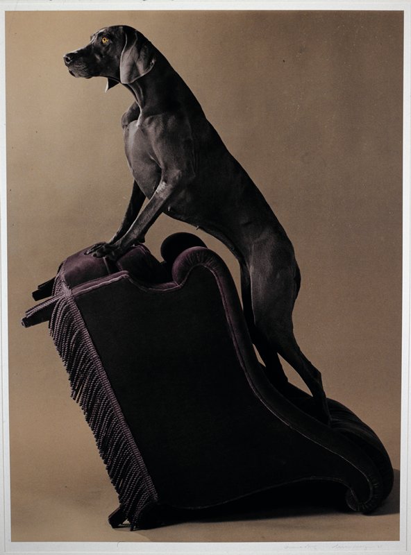 Armed Chair, William Wegman, 1991