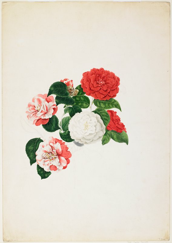Common Camellias (Camellia japonica), Attributed to Clara Maria Pope, 19th century