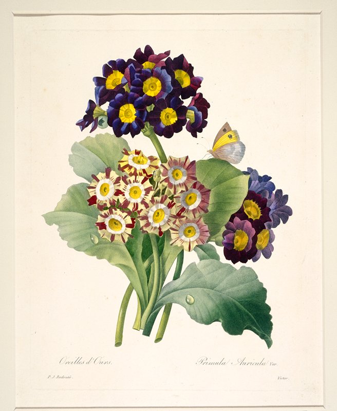Primula auricula (Primroses), After Pierre-Joseph Redouté, 1827