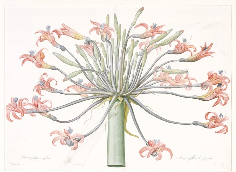 Amaryllis de Josephine, from Les Liliacées, vol. 7, after Pierre-Joseph Redouté, 1813