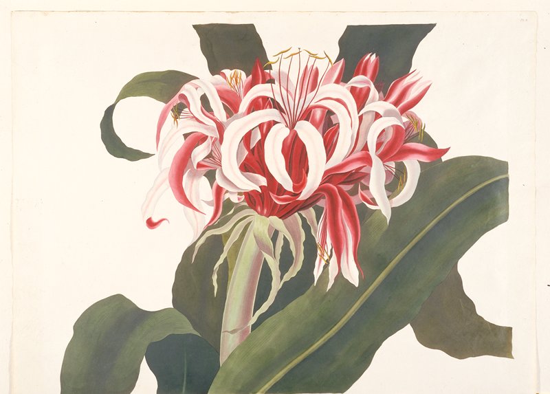 Crinum augustum (Giant Spider Lily, Queen Emma Lily), Priscilla Susan Bury, 1831–34