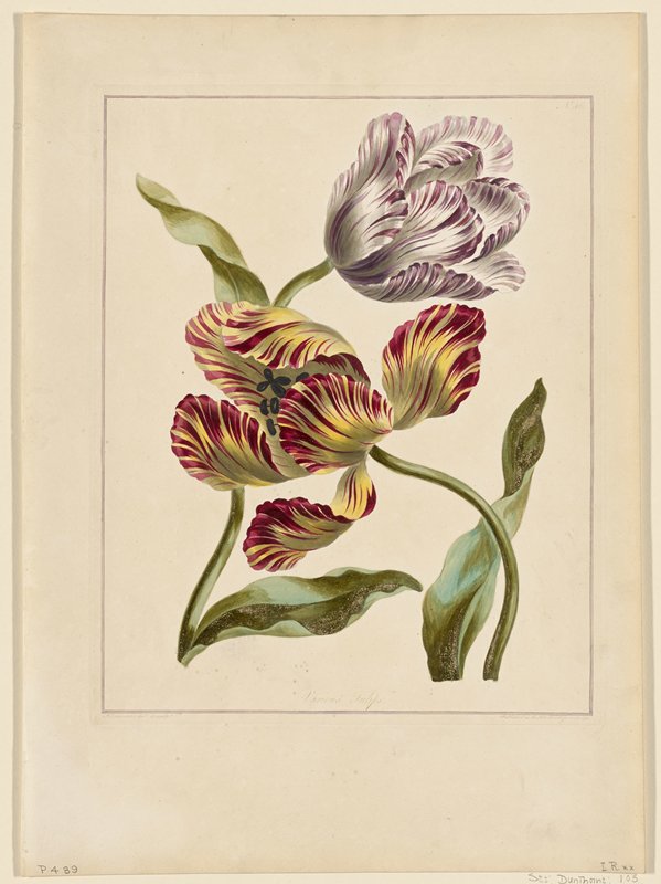 Various Tulips, John Edwards, June 24, 1791